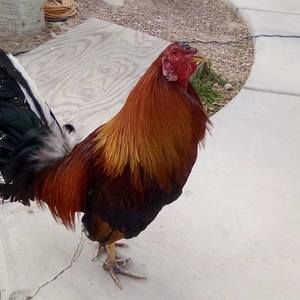 Meet your Posher, Ignacio ivan